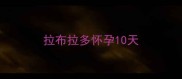 拉布拉多怀孕10天
