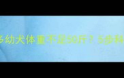 紧急补救指南拉布拉多幼犬体重不足50斤5步科学喂养法拯救小瘦狗