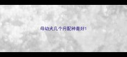 母幼犬几个月配种最好