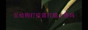 又给狗打疫苗打腿上德玛