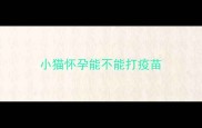 小猫怀孕能不能打疫苗