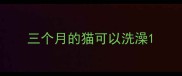 三个月的猫可以洗澡
