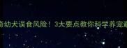 哈士奇幼犬误食风险3大要点教你科学养宠避免悲剧