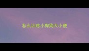 怎么训练小狗狗大小便