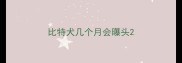 比特犬几个月会曝头