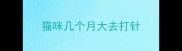 猫咪几个月大去打针