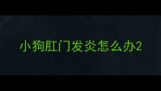小狗肛门发炎怎么办