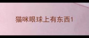 猫咪眼球上有东西