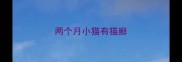 两个月小猫有猫廯