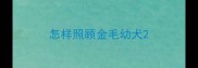 怎样照顾金毛幼犬