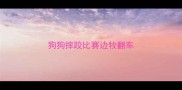 狗狗摔跤比赛边牧翻车