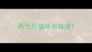 两个月猫咪有味道