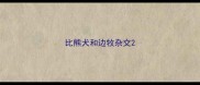 比熊犬和边牧杂交