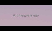 柴犬和哈士奇谁可爱