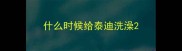 什么时候给泰迪洗澡