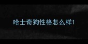 哈士奇狗性格怎么样