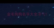 金毛狗狗名字大全洋气