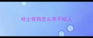哈士奇狗怎么养不咬人