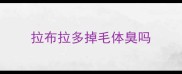 拉布拉多掉毛体臭吗