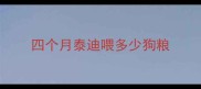 四个月泰迪喂多少狗粮