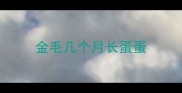 金毛几个月长蛋蛋