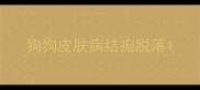 狗狗皮肤病结痂脱落