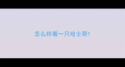 怎么样看一只哈士奇