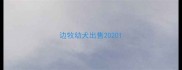边牧幼犬出售2020