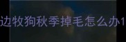 边牧狗秋季掉毛怎么办