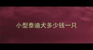 小型泰迪犬多少钱一只