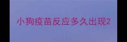 小狗疫苗反应多久出现