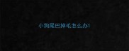 小狗尾巴掉毛怎么办