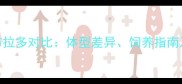 秋田犬与拉布拉多对比体型差异饲养指南及适合人群全
