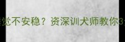 拉布拉多夜间睡觉不安稳资深训犬师教你3步建立规律作息