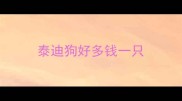 泰迪狗好多钱一只