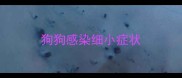 狗狗感染细小症状