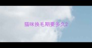 猫咪换毛期要多久