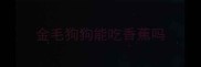 金毛狗狗能吃香蕉吗