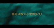 金毛训练大小便得多久