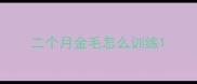 二个月金毛怎么训练