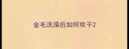 金毛洗澡后如何吹干