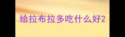 给拉布拉多吃什么好