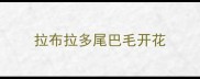 拉布拉多尾巴毛开花