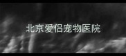 北京爱侣宠物医院