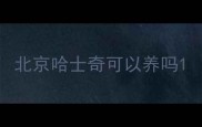 北京哈士奇可以养吗