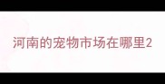 河南的宠物市场在哪里