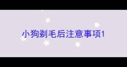 小狗剃毛后注意事项