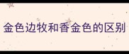 金色边牧和香金色的区别