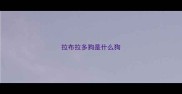 拉布拉多狗是什么狗