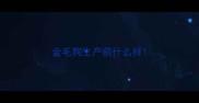 金毛狗生产前什么样